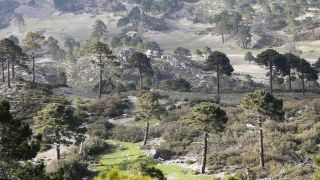 Pinus pinaster subsp. escarena (Risso) K.Richt. [1/2]