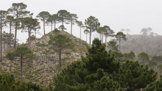 Pinus pinaster subsp. escarena (Risso) K.Richt. [2/2]