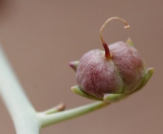 Acanthorrhinum ramosissimum (Cosson & Durieu) Rothm. [10/12]