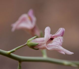 Acanthorrhinum ramosissimum (Cosson & Durieu) Rothm. [5/8]