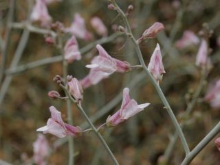 Acanthorrhinum ramosissimum (Cosson & Durieu) Rothm. [6/8]