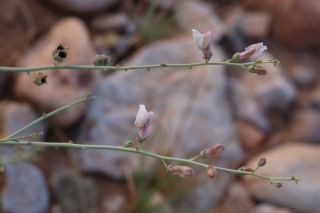 Acanthorrhinum ramosissimum (Cosson & Durieu) Rothm. [8/8]