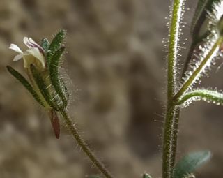 Chaenorhinum rubrifolium (DC.) Fourr. subsp. rubrifolium [4/5]