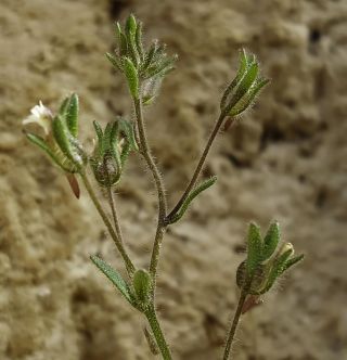 Chaenorhinum rubrifolium (DC.) Fourr. subsp. rubrifolium [3/11]