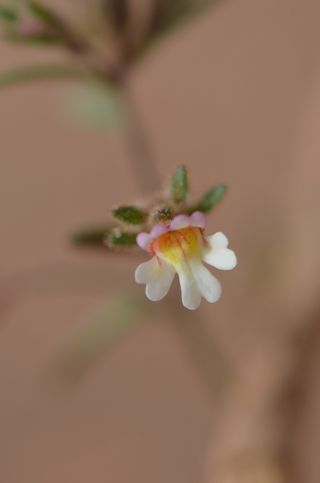 Chaenorhinum rubrifolium (DC.) Fourr. subsp. rubrifolium [7/11]