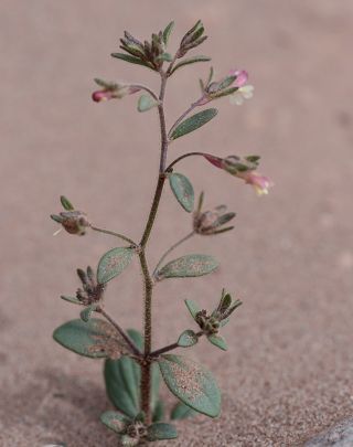 Chaenorhinum rubrifolium (DC.) Fourr. subsp. rubrifolium [8/11]