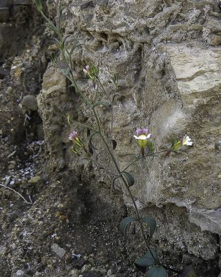 Chaenorhinum rubrifolium aggr. [7/12]