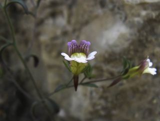 Chaenorhinum rubrifolium aggr. [8/12]