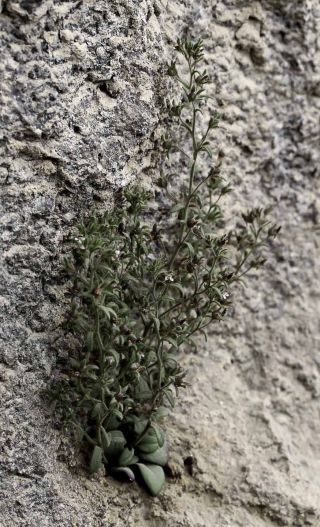 Chaenorhinum rubrifolium aggr. [10/12]