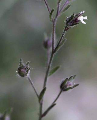Chaenorhinum rubrifolium aggr. [12/12]