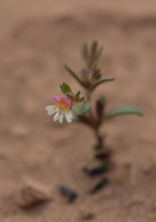 Chaenorhinum rubrifolium aggr. [1/12]