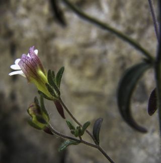 Chaenorhinum rubrifolium aggr. [3/6]