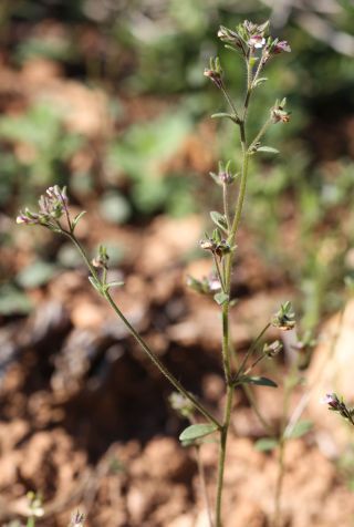 Chaenorhinum rubrifolium aggr. [7/8]