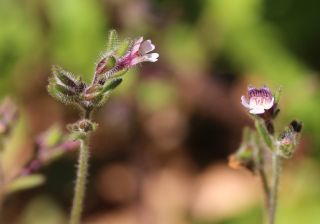 Chaenorhinum rubrifolium aggr. [8/8]