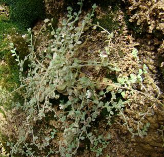 Chaenorhinum villosum (L.) Lange subsp. granatensis (Willk.) Valdès [1/15]