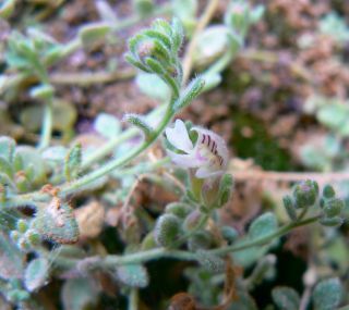 Chaenorhinum villosum (L.) Lange subsp. granatensis (Willk.) Valdès [5/15]