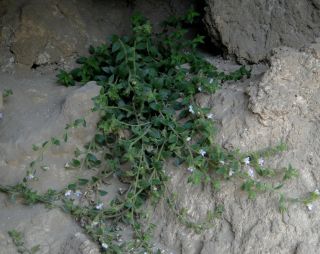 Chaenorhinum villosum (L.) Lange subsp. granatensis (Willk.) Valdès [10/15]
