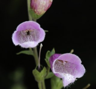 Digitalis purpurea L. subsp. purpurea [2/8]