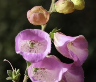 Digitalis purpurea L. subsp. purpurea [6/8]