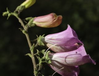 Digitalis purpurea L. subsp. purpurea [7/8]
