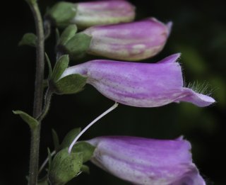 Digitalis purpurea L. subsp. purpurea [3/8]