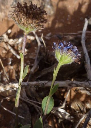 Globularia arabica Jaub. & Spach [5/12]