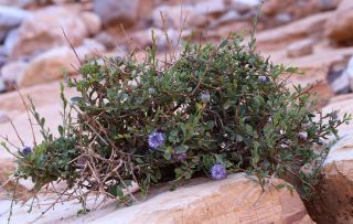 Globularia arabica Jaub. & Spach [13/15]