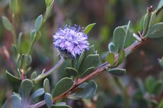 Globularia arabica Jaub. & Spach [14/15]