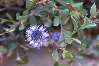 Globularia arabica Jaub. & Spach [15/15]
