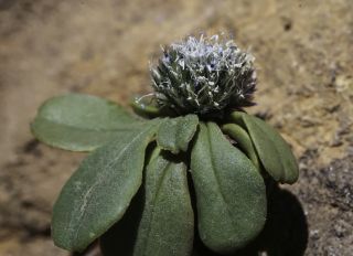 Globularia liouvillei Jahand. & Maire subsp. liouvillei [6/9]