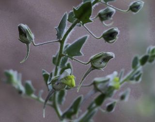 Kickxia aegyptiaca (L.) Nabelek subsp. battandieri (Maire) Wickens [6/9]