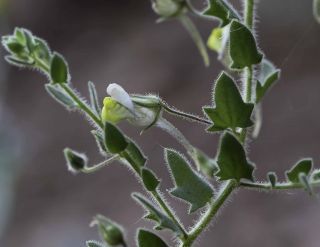 Kickxia aegyptiaca (L.) Nabelek subsp. battandieri (Maire) Wickens [7/9]