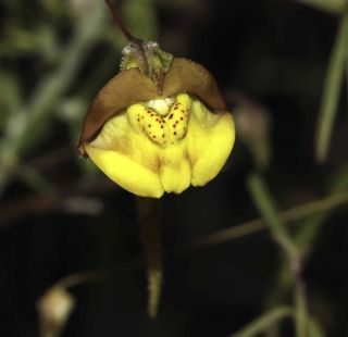 Kickxia heterophylla (Schousb.) Dandy [14/14]
