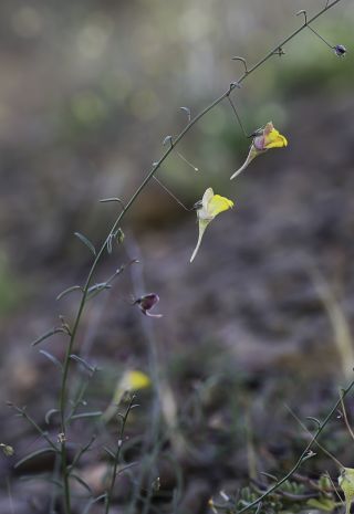 Kickxia heterophylla (Schousb.) Dandy [12/14]