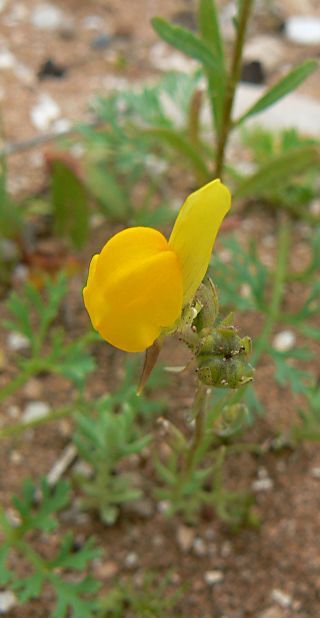 Linaria amethystea (Vent.) Hoffm. & Link subsp. broussonetii (Poiret) Malato-Beliz [1/7]