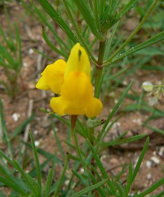 Linaria amethystea (Vent.) Hoffm. & Link subsp. broussonetii (Poiret) Malato-Beliz [3/7]