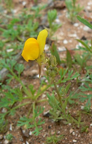 Linaria amethystea (Vent.) Hoffm. & Link subsp. broussonetii (Poiret) Malato-Beliz [4/7]