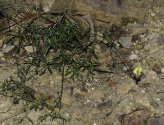 Linaria amethystea (Vent.) Hoffm. & Link subsp. broussonetii (Poiret) Malato-Beliz [5/7]
