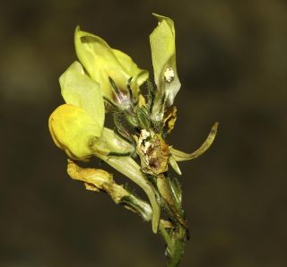 Linaria amethystea (Vent.) Hoffm. & Link subsp. broussonetii (Poiret) Malato-Beliz [6/7]
