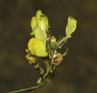 Linaria amethystea (Vent.) Hoffm. & Link subsp. broussonetii (Poiret) Malato-Beliz [7/7]