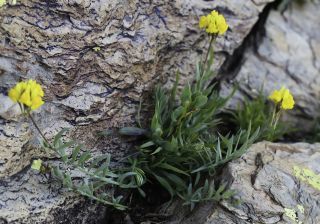 Linaria amethystea subsp. multipunctata (Brot.) Chater & D. A. Webb [5/9]