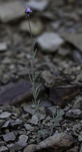 Linaria arvensis (L.) Desf. [3/5]