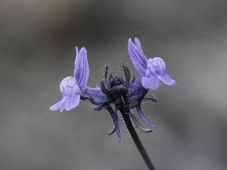 Linaria arvensis (L.) Desf. [5/5]