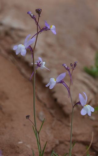 Linaria bipartita (Vent.) Willd. [3/9]