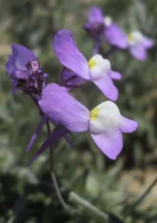 Linaria bipartita (Vent.) Willd. [6/11]