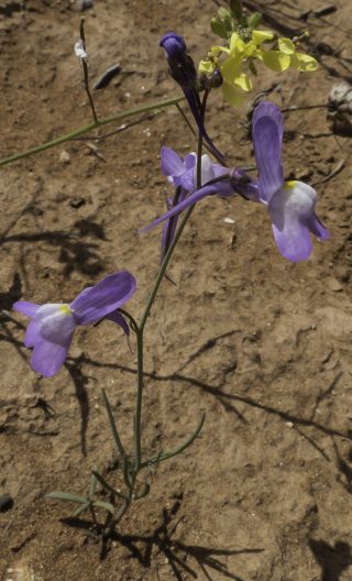 Linaria bipartita (Vent.) Willd. [10/11]