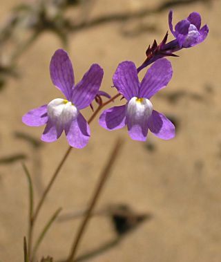 Linaria bipartita (Vent.) Willd. [2/11]