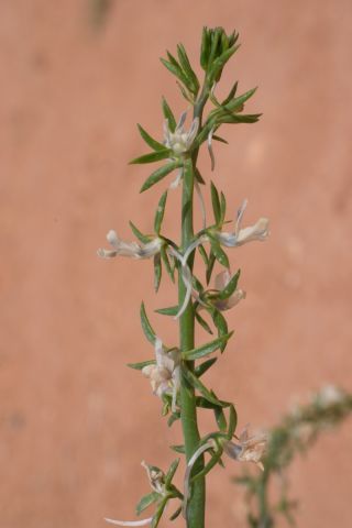 Linaria chalepensis (L.) Mill. [1/3]