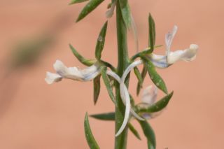 Linaria chalepensis (L.) Mill. [2/3]