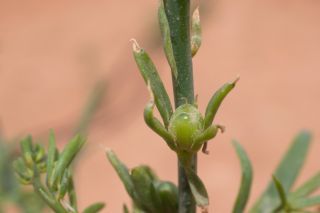 Linaria chalepensis (L.) Mill. [3/3]